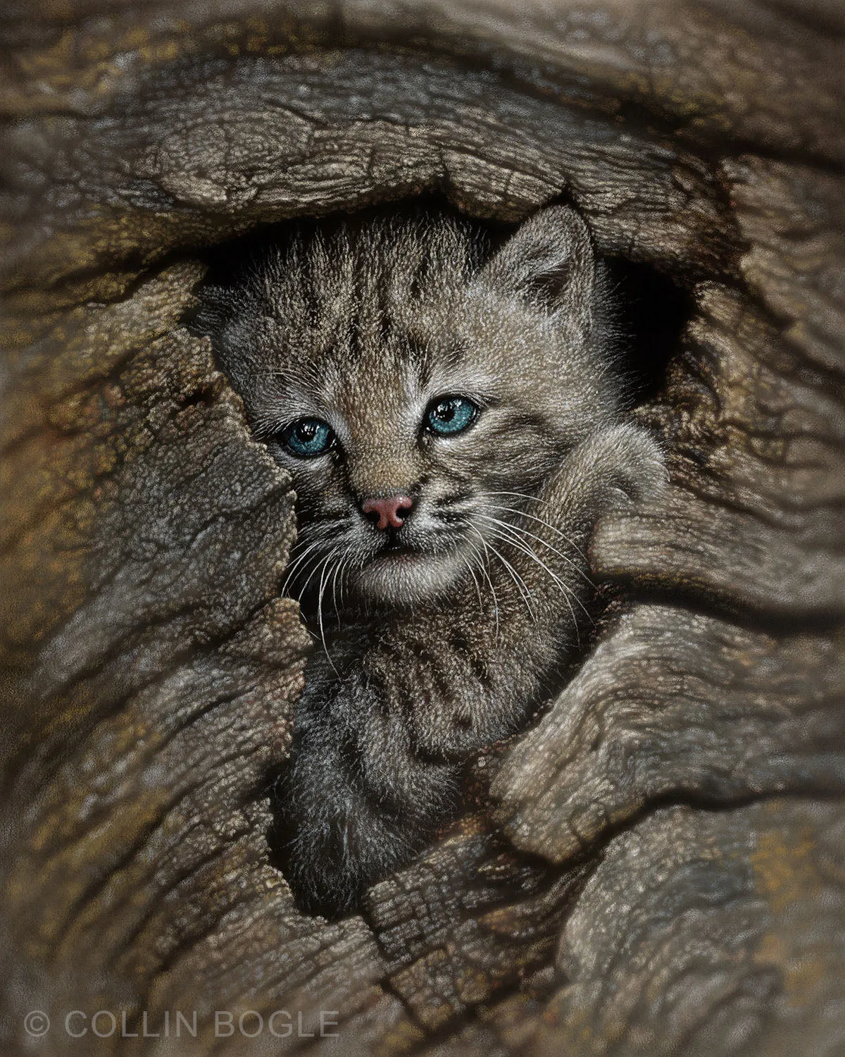 Hidden Wonder - Bobcat Kitten