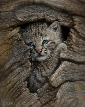 Hidden Wonder - Bobcat Kitten