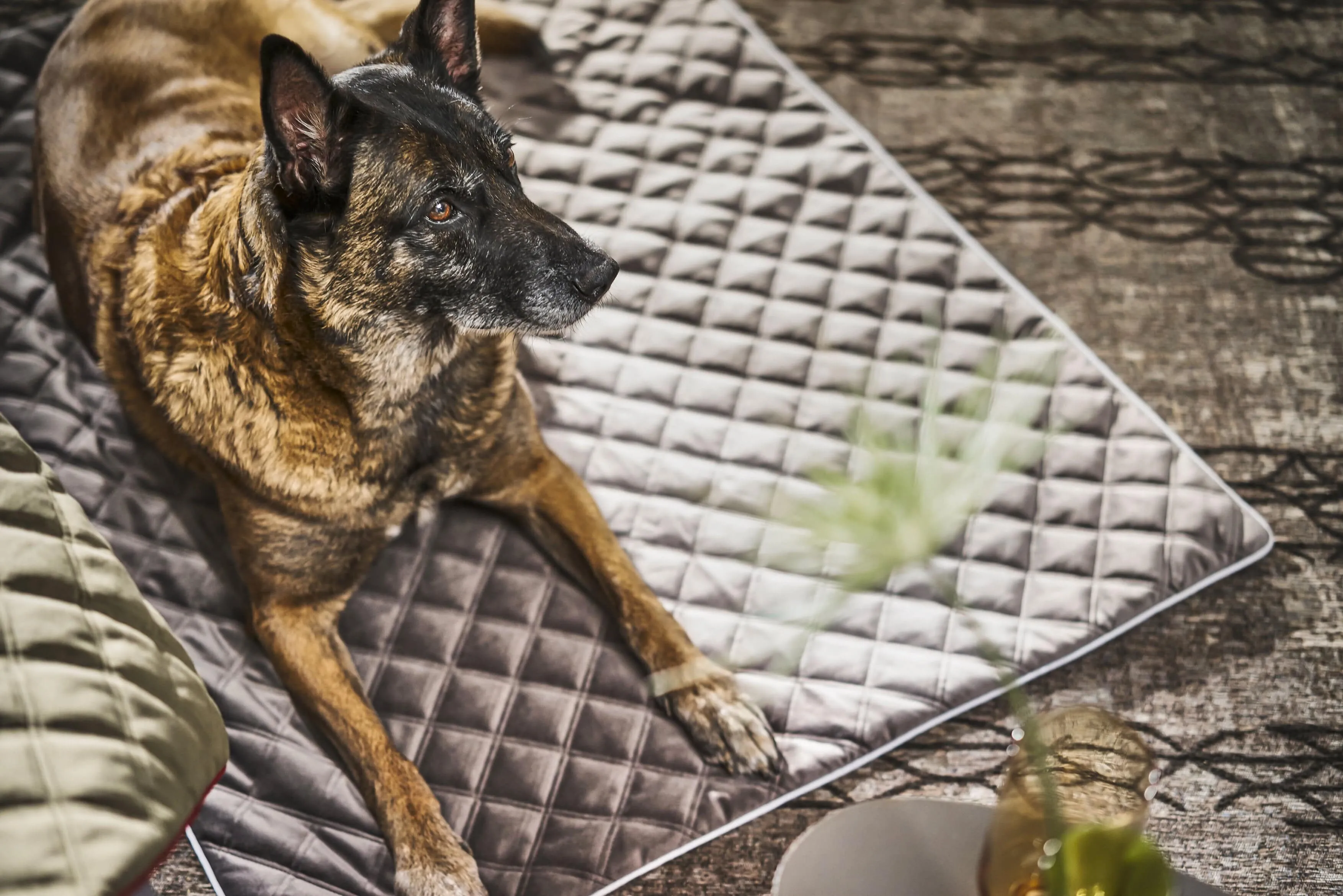 Laboni Multifunctional Outdoor and Travel Dog Blanket Oxford