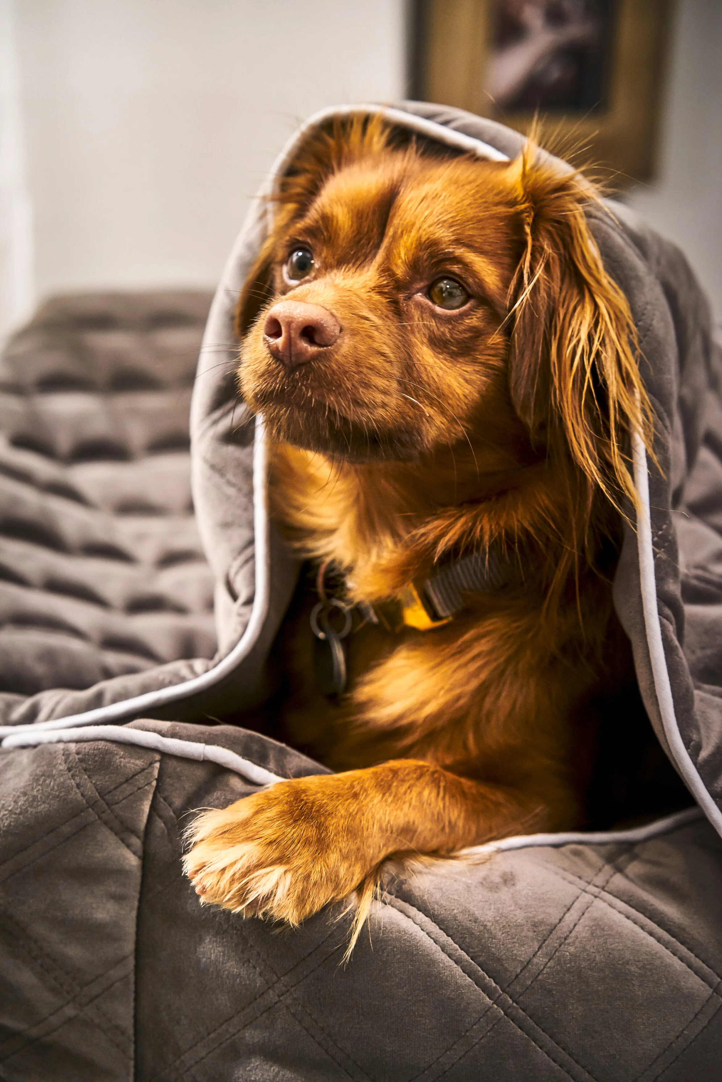 Laboni Multifunctional Outdoor and Travel Dog Blanket Oxford