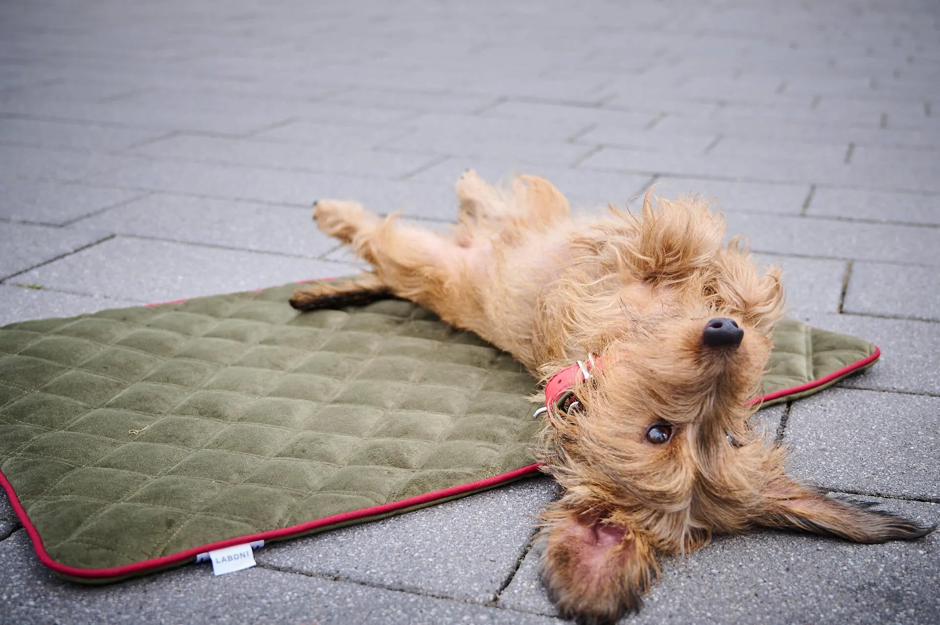Laboni Multifunctional Outdoor and Travel Dog Blanket Oxford