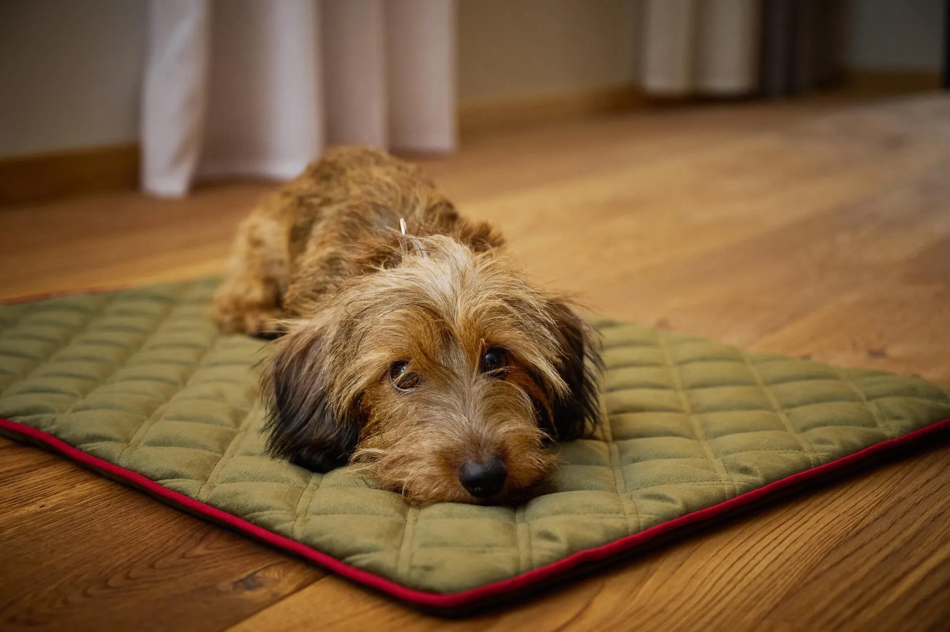 Laboni Multifunctional Outdoor and Travel Dog Blanket Oxford