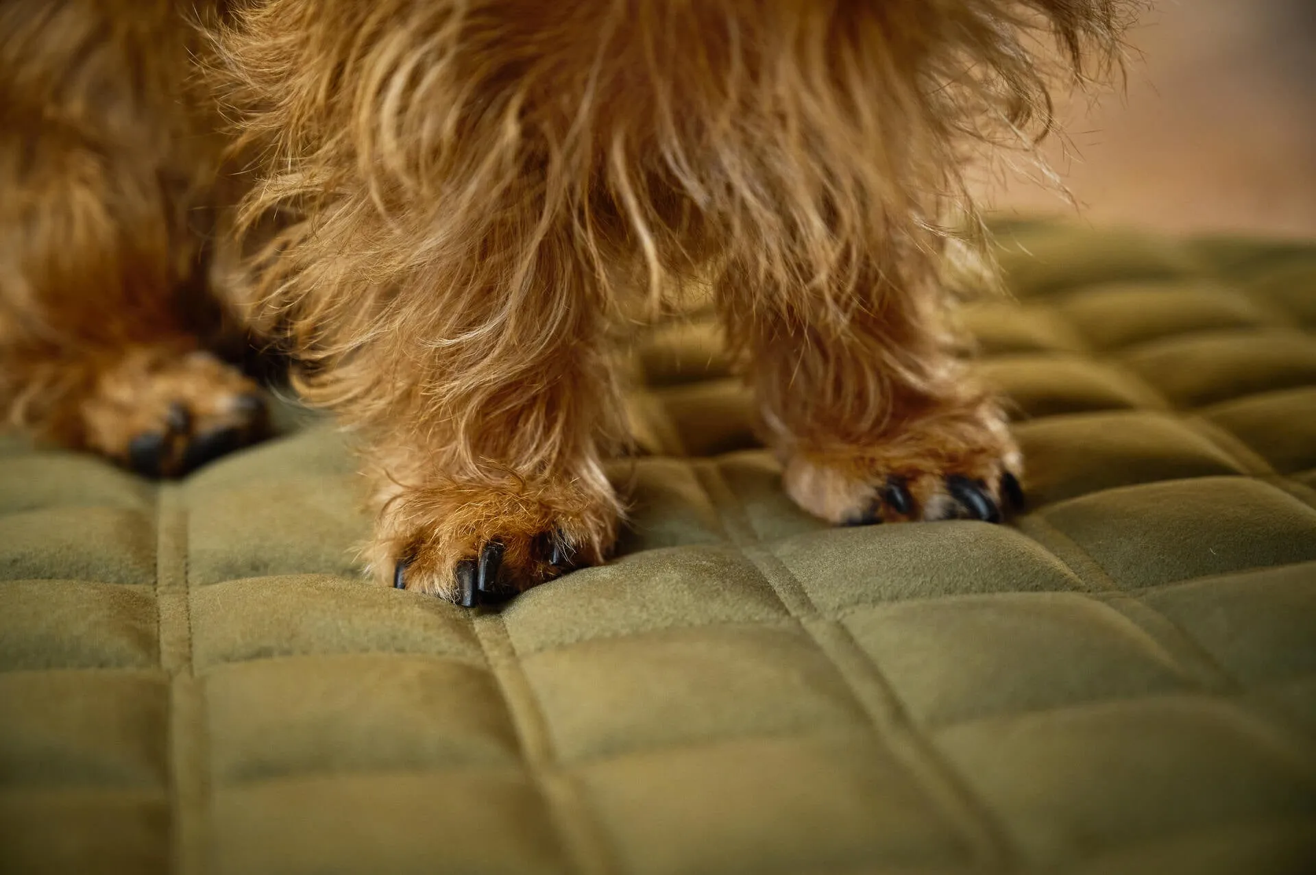 Laboni Multifunctional Outdoor and Travel Dog Blanket Oxford