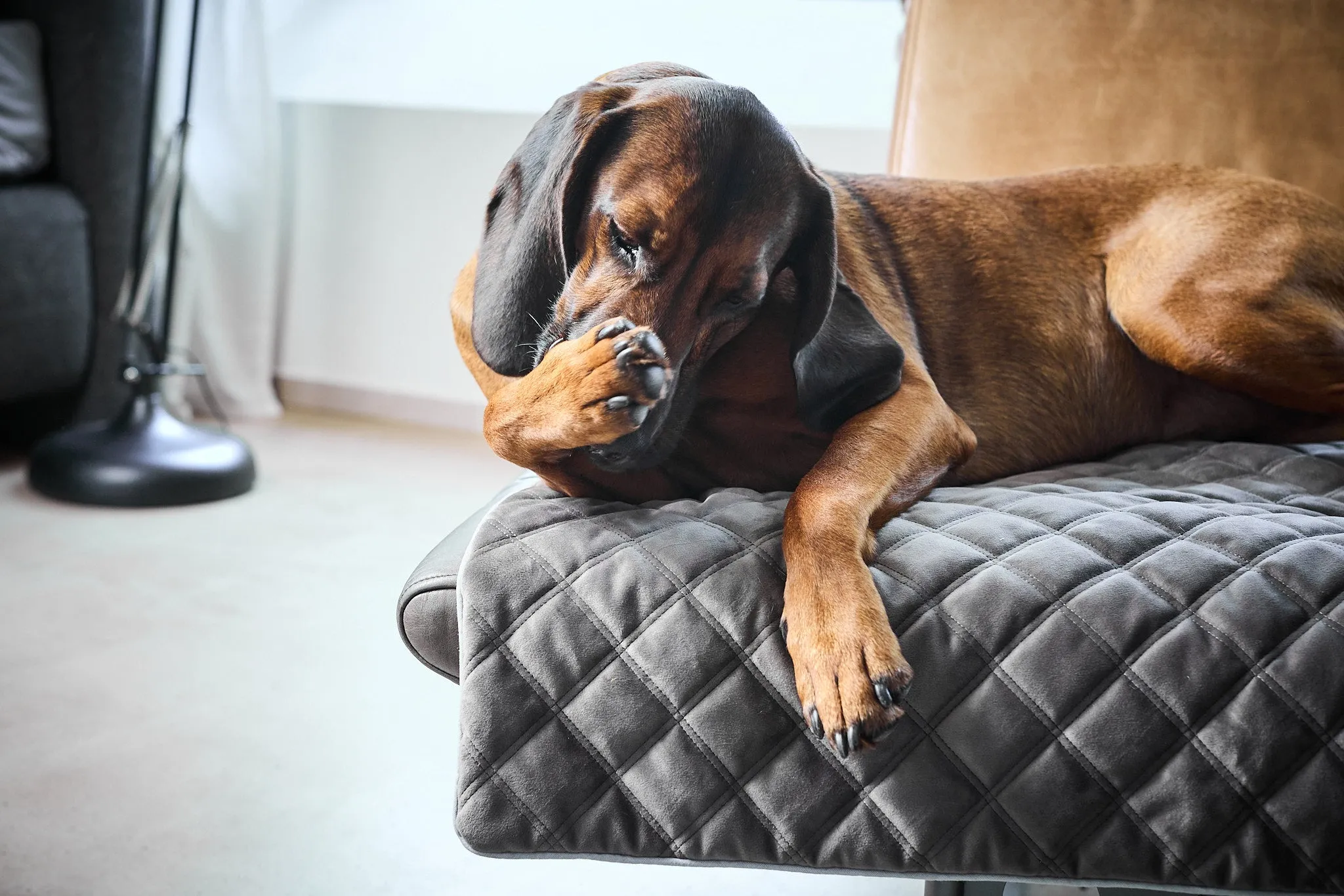 Laboni Multifunctional Outdoor and Travel Dog Blanket Oxford