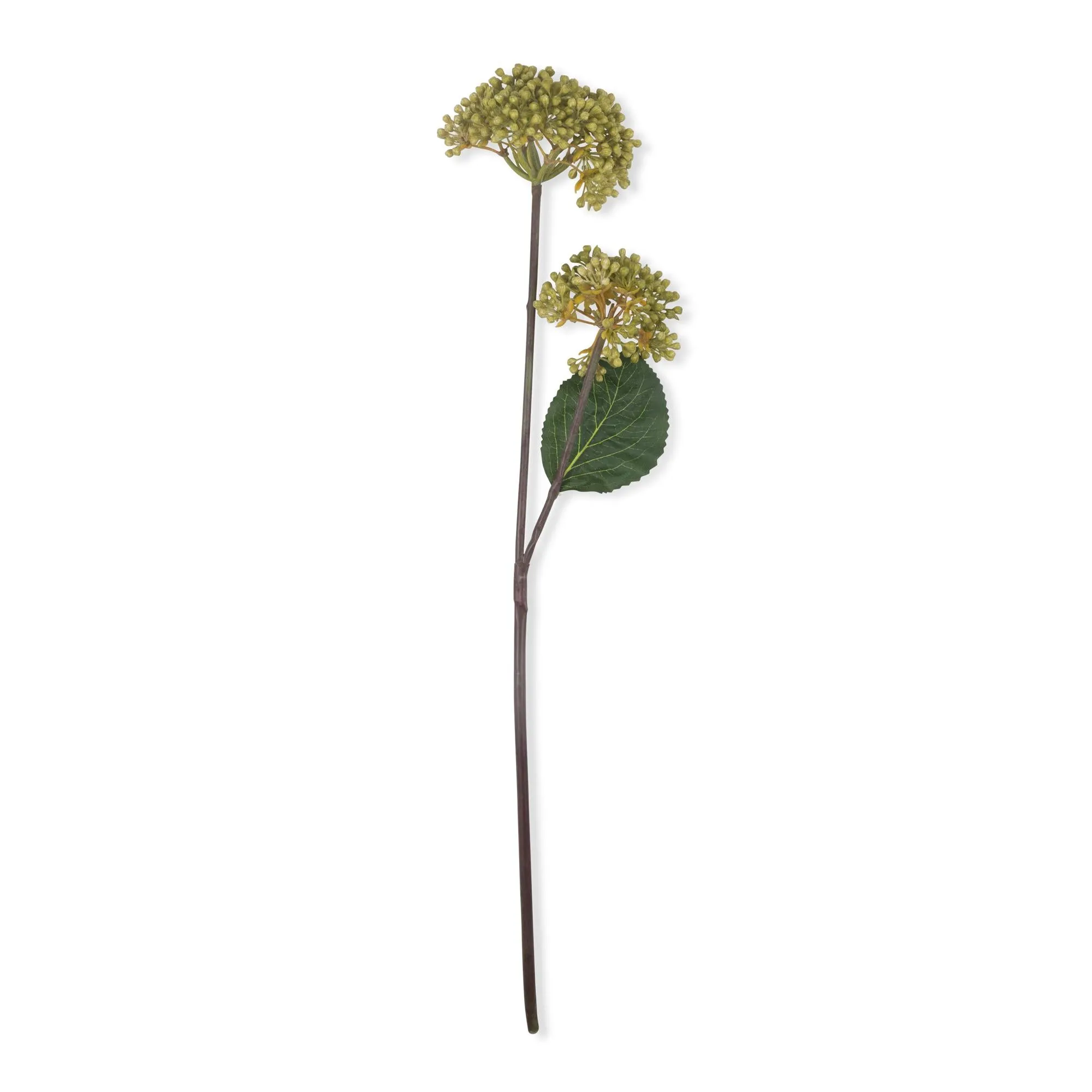 VIBURNUM Olive - faux couture botanical